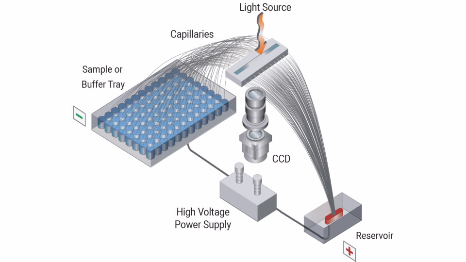 96-capillary-array-960x540-agilent